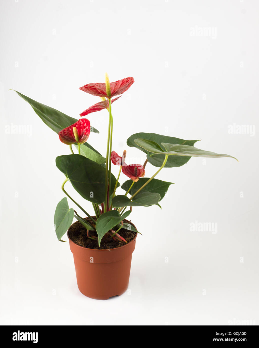 Anthurium a flowering plant with beautiful flowers on a white background Stock Photo