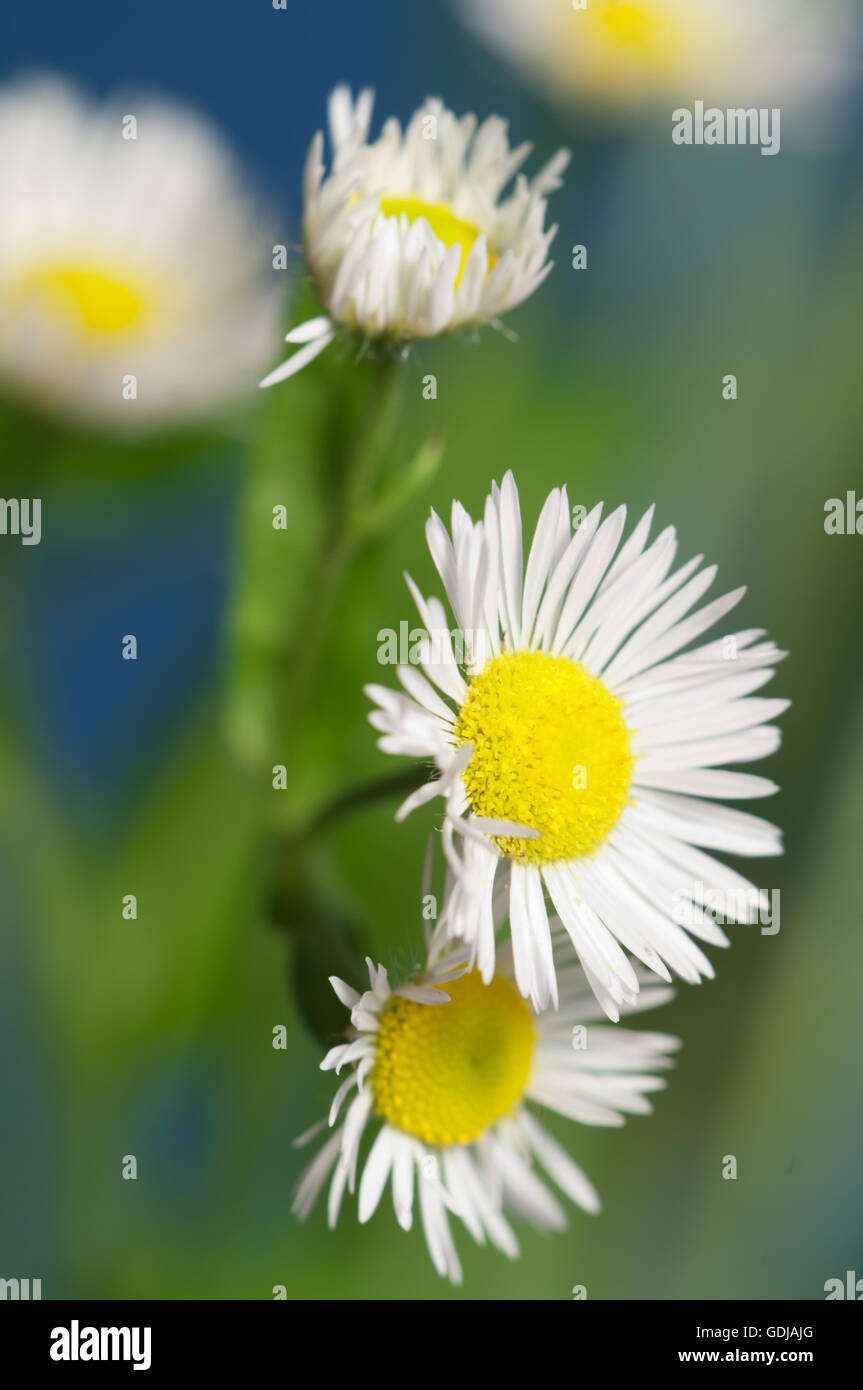 ox-eye daisy flower on blue background Stock Photo