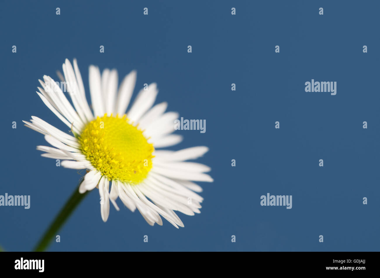 ox-eye daisy flower on blue background Stock Photo