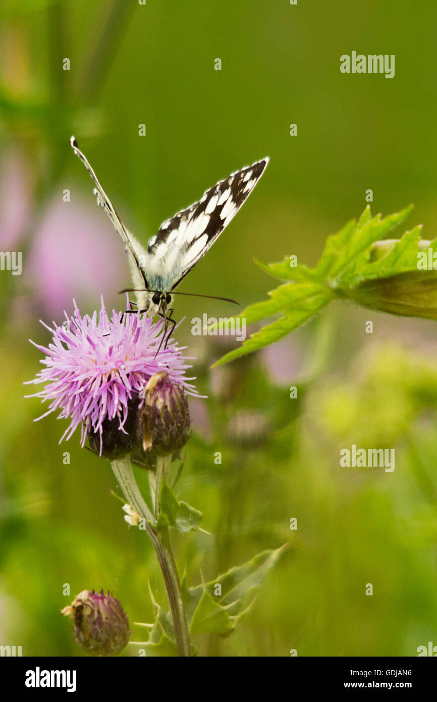 Butterfly marbled white melanargia galathea on creeping thistle in portrait lilac flower against soft focus background.White butterly black markings Stock Photo