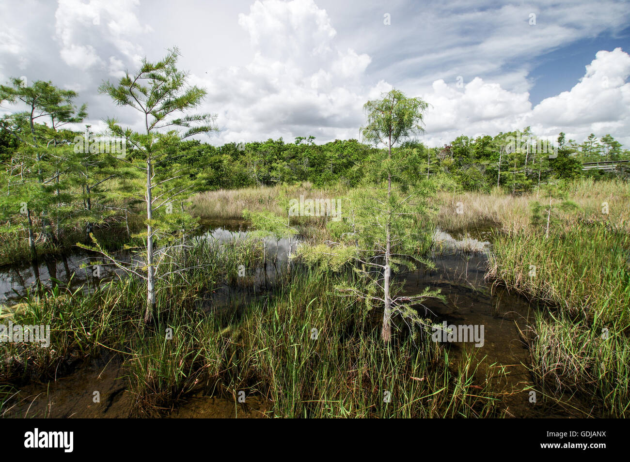 Scenic vistas of  Everglades National Park, Florida Stock Photo