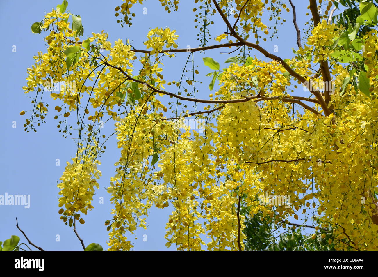 ' Shower of Gold ' with its tendrils of delicate hanging yellow flowers. Also called 'Bahava' or 'Cassia'. Stock Photo