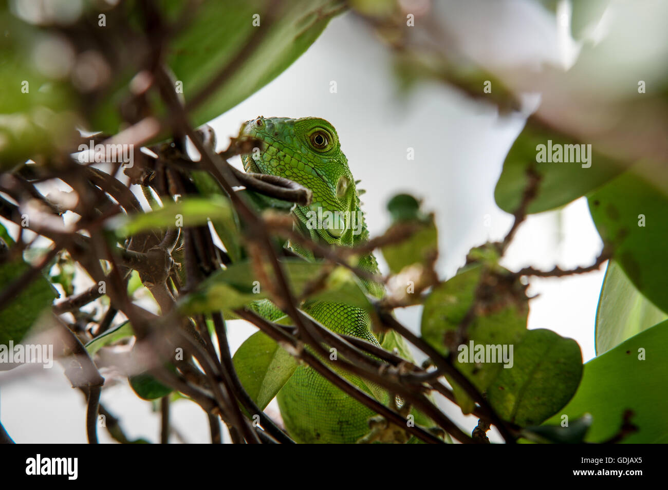 Green iguana camouflaged in a green hedge in South Beach, Miami, Florida Stock Photo