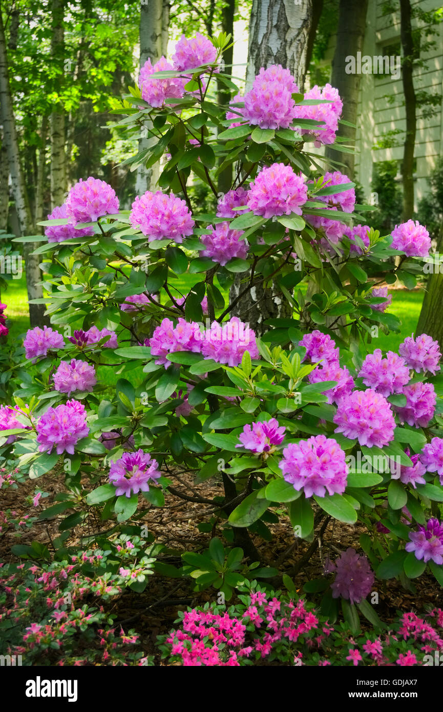 Springtime in the garden. Pink flowers growing on blooming rhododendron shrub. Stock Photo
