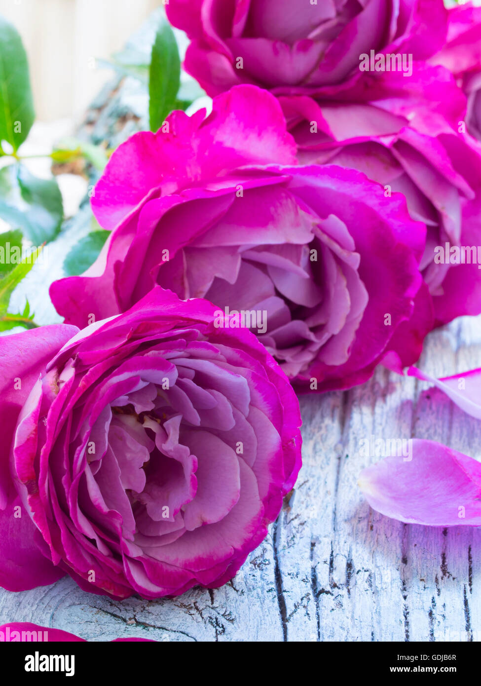 Beautiful rose flowers hi-res stock photography and images - Alamy