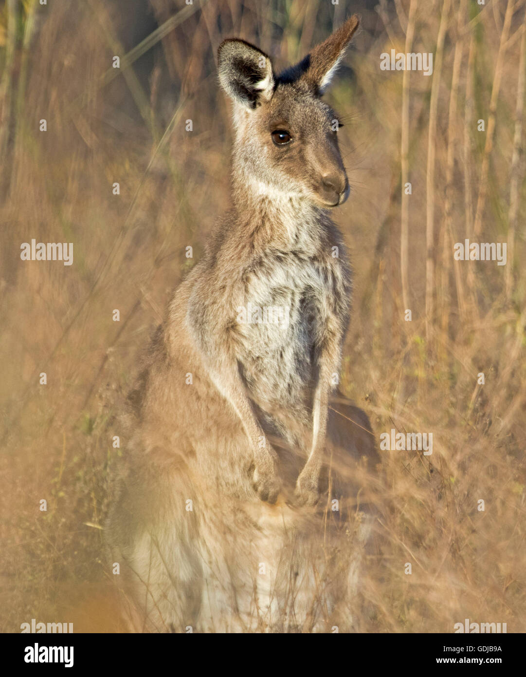 Young eastern grey kangaroo Macropus giganteus with gleaming eyes and alert expression among tall dry grasses in the wild in outback Australia Stock Photo
