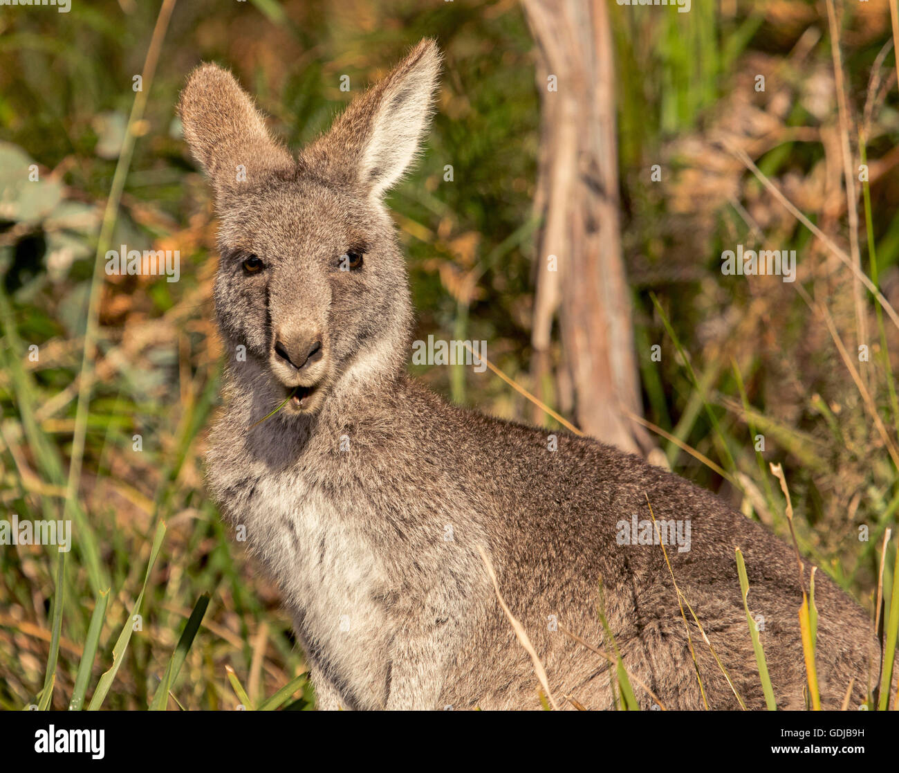 Close-up of iconic eastern grey kangaroo Macropus giganteus among woodland vegetation  in the wild in outback Australia Stock Photo