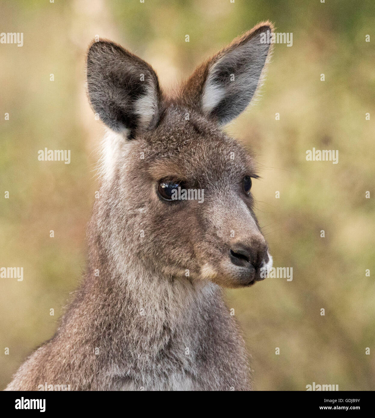 Beautiful face of iconic eastern grey kangaroo Macropus giganteus with gleaming eyes and alert expression in the wild in outback Australia Stock Photo