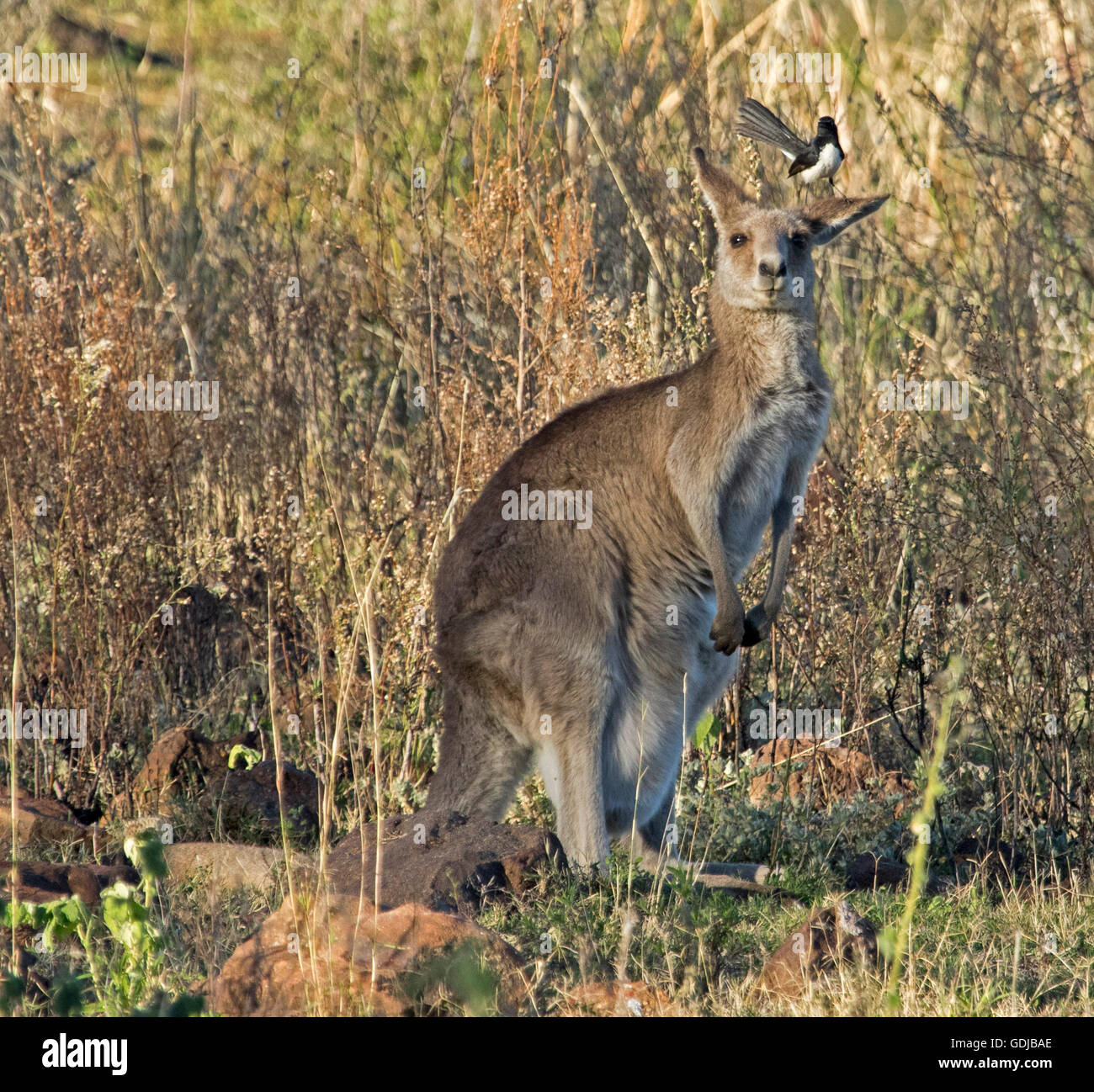 Unusual companions, eastern grey kangaroo Macropus giganteus  in the wild with willy wagtail on ear feeding on insects from among dense fur Stock Photo