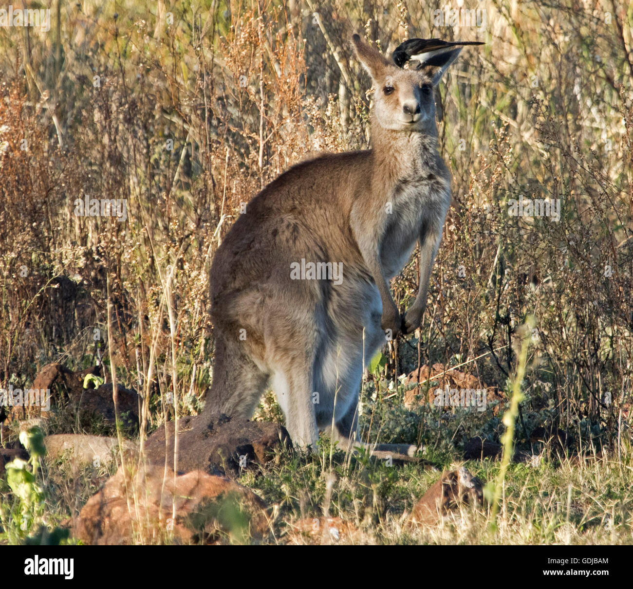 Unusual companions, eastern grey kangaroo Macropus giganteus in the wild with willy wagtail on head feeding on insects from among dense fur Stock Photo
