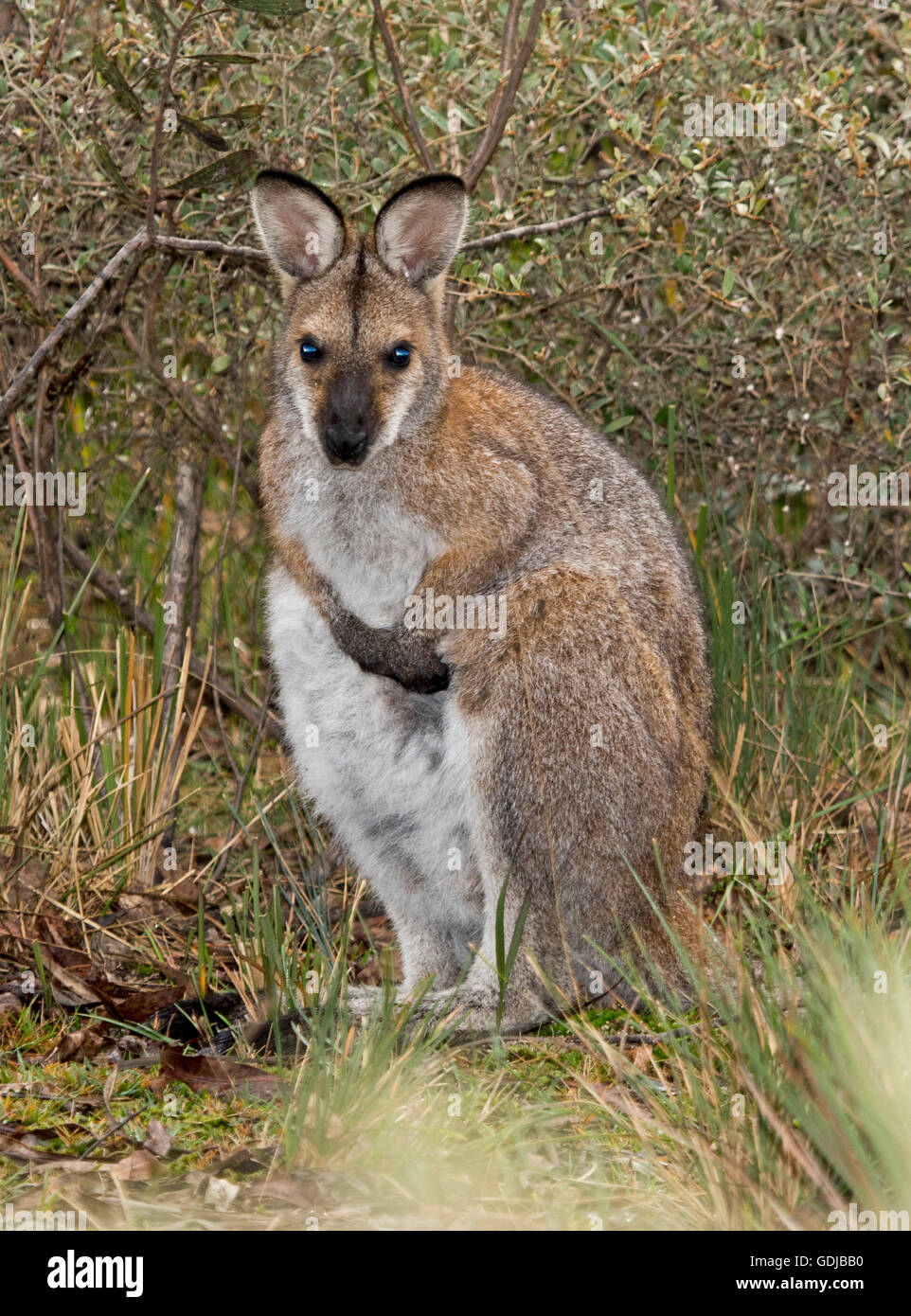 Beautiful red-necked / Bennett's wallaby Macropus rufogriseus  in the wild on edge of forest looking at camera with alert expression, Wollemi Nat Park Stock Photo