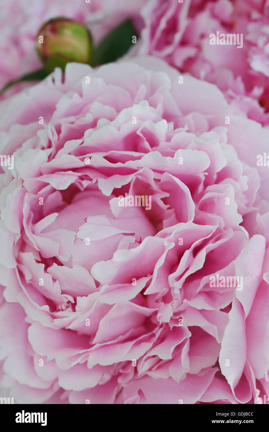 Close up of pink petals of a Common Garden Peony flower with bud Stock Photo