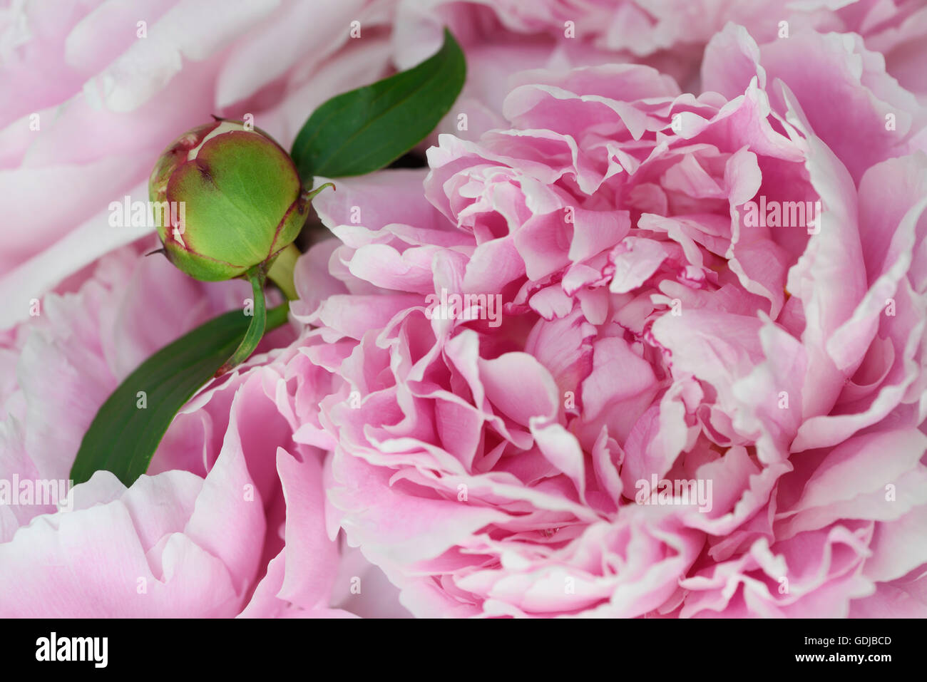 Close up of a flower bud of a pink Sarah Bernhardt Garden Peony Stock Photo