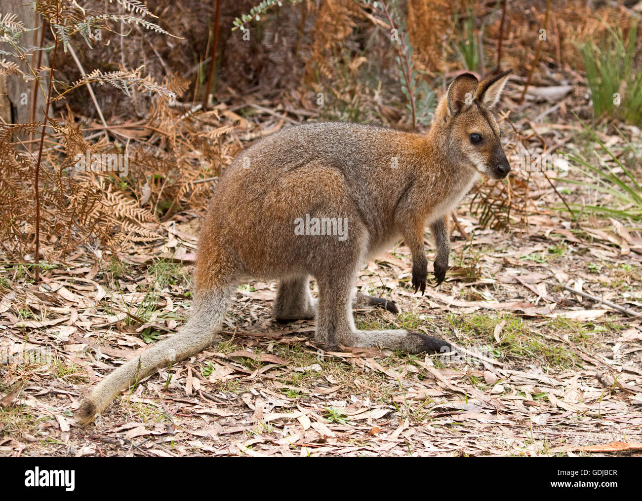 Beautiful red-necked / Bennett's wallaby Macropus rufogriseus  in the wild on edge of forest with golden bracken Wollemi National Park Stock Photo