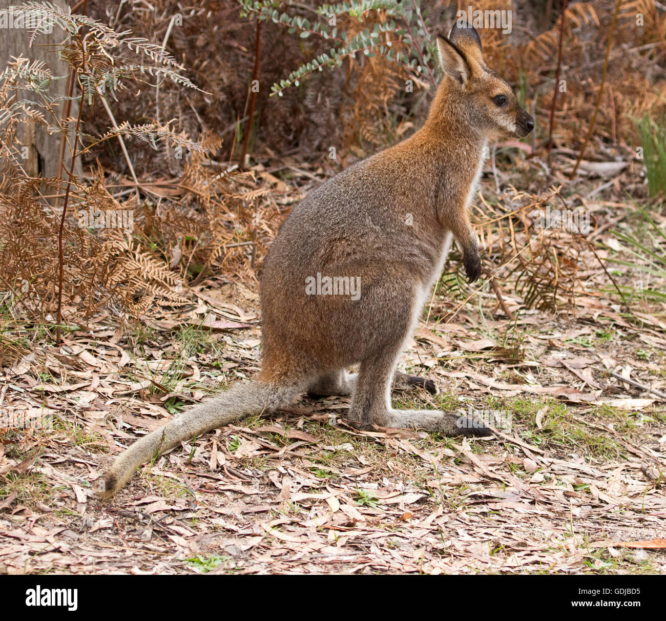 Beautiful red-necked / Bennett's wallaby Macropus rufogriseus in the wild beside golden bracken on edge of forest Wollemi National Park Stock Photo
