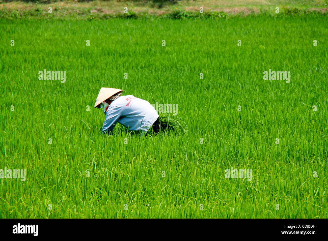 rice field worker hat
