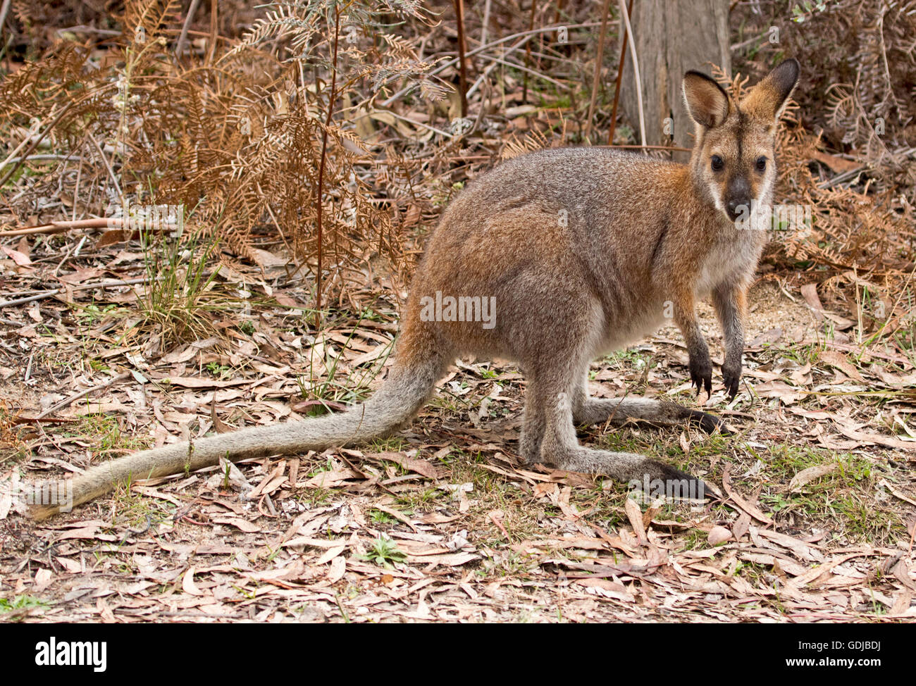 Beautiful red-necked / Bennett's wallaby Macropus rufogriseus in the wild on edge of forest looking at camera with alert expression, Wollemi Nat Park Stock Photo