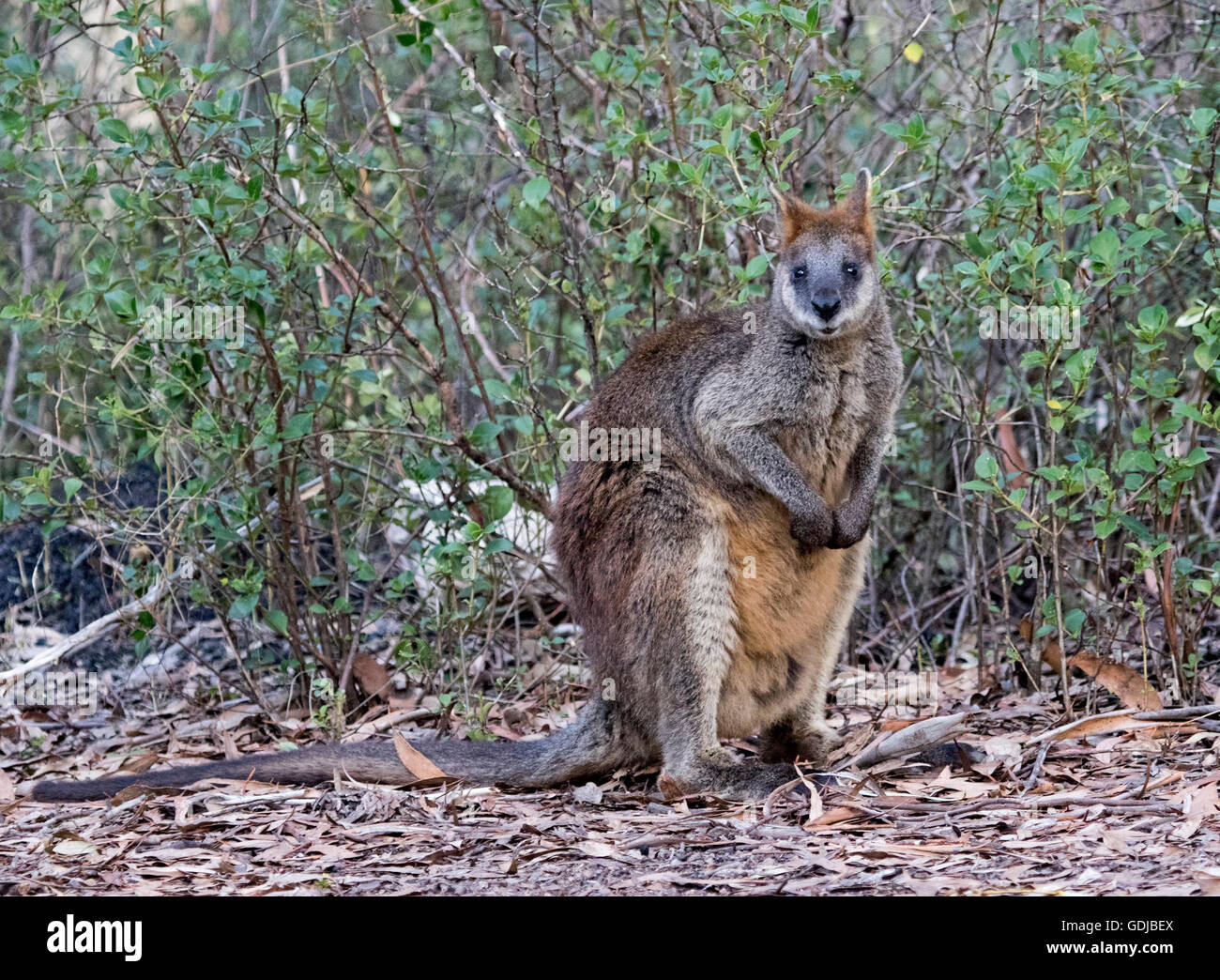 Swamp wallaby, Wallabia bicolour, with thick reddish brown fur, staring at camera, in forest in Mount Kaputar National Park NSW Stock Photo