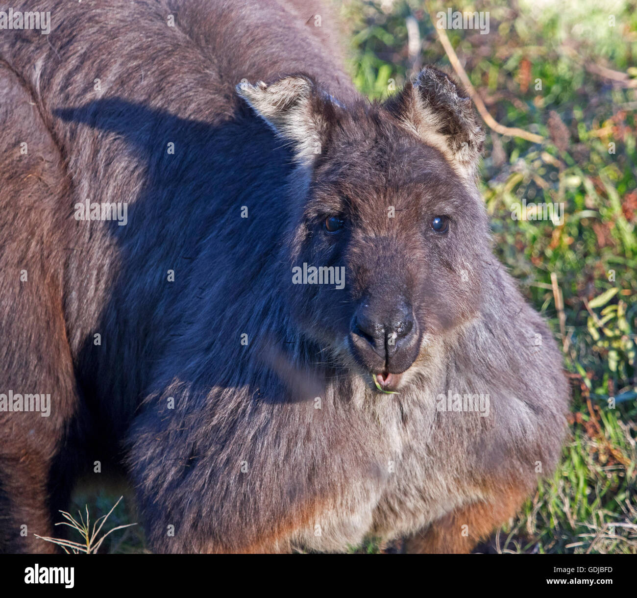 Beautiful face of old wallaroo, Macropus robustus in the wild with gleaming eyes & long dark grey/brown fur staring at camera with alert expression Stock Photo