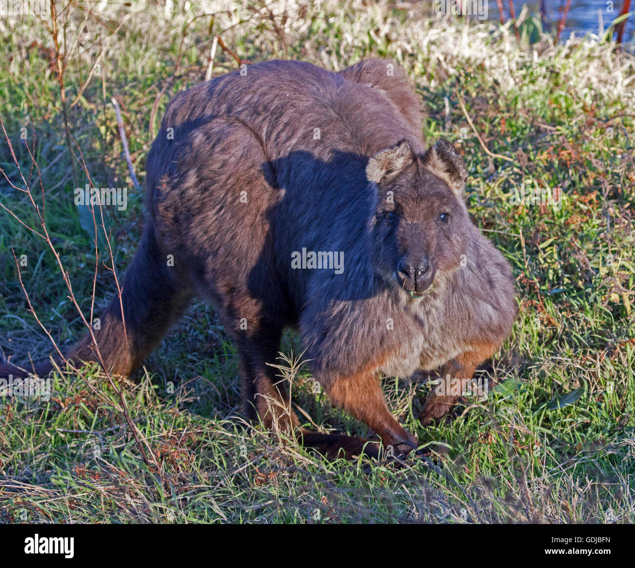 Beautiful male wallaroo Macropus robustus  in the wild, large muscular animal with long dark grey/brown fur staring at camera with alert expression Stock Photo