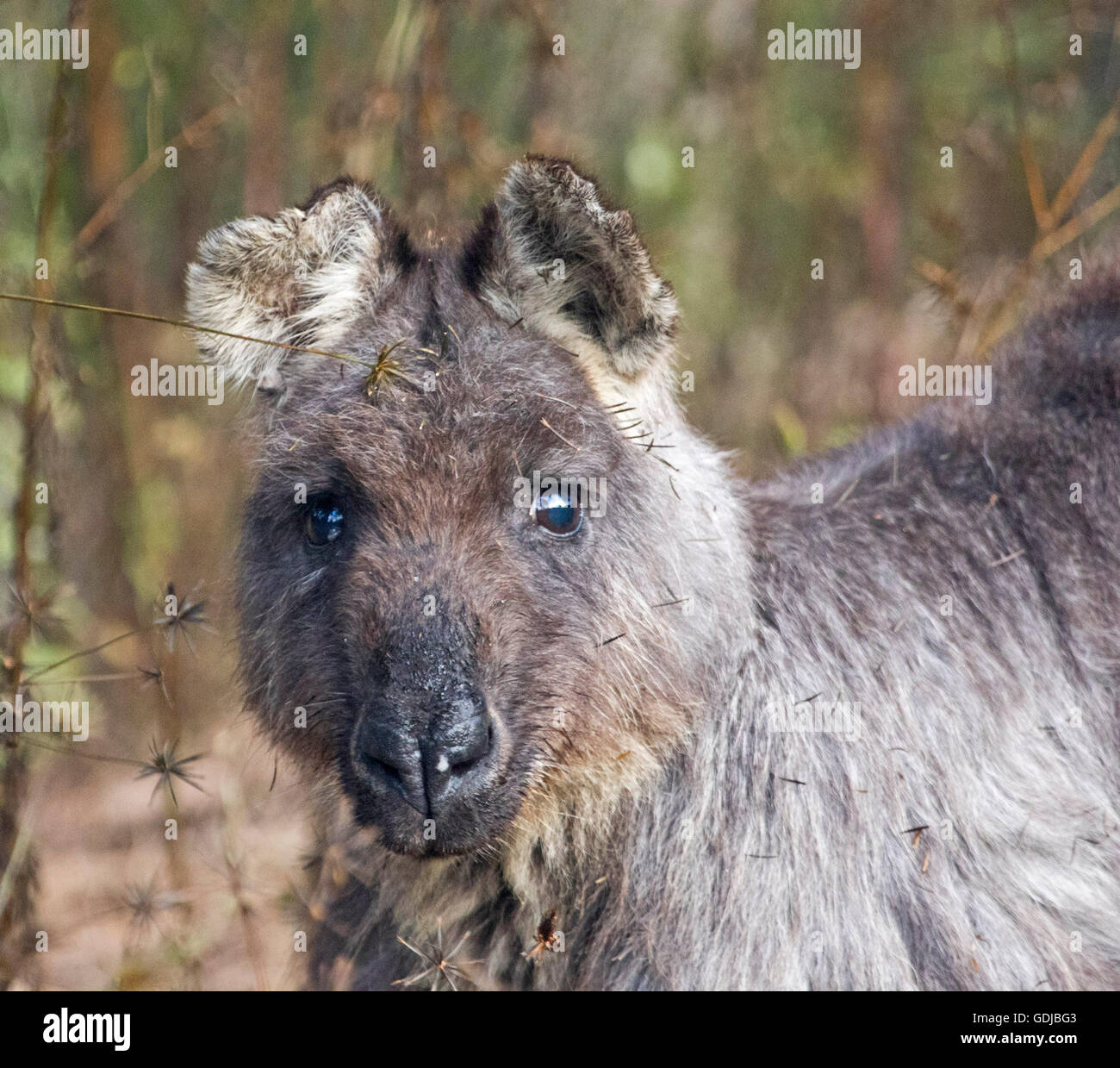 Beautiful face of old wallaroo, Macropus robustus in the wild with gleaming eyes & long dark grey/brown fur staring at camera with alert expression Stock Photo