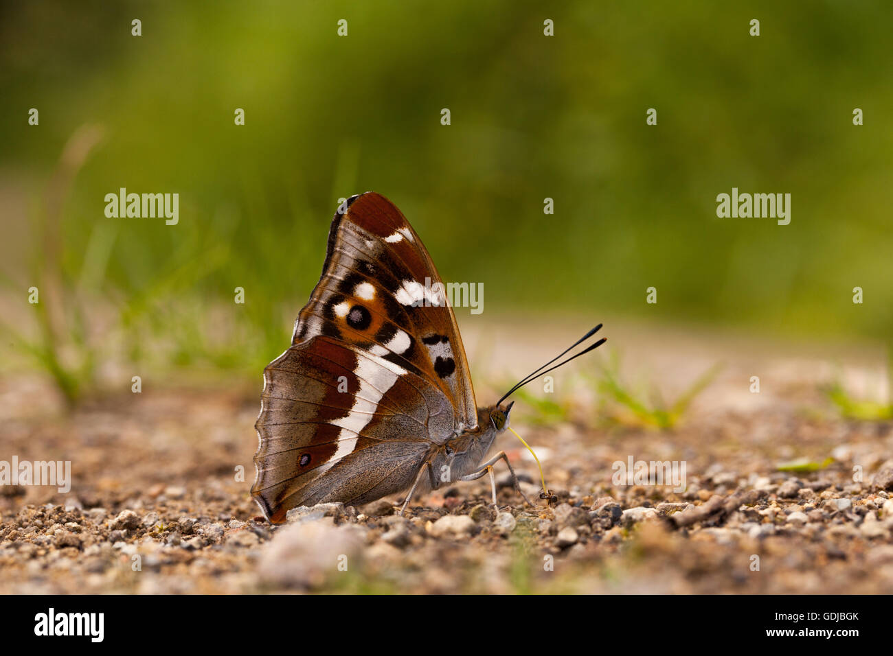 Underside of Purple Emperor butterfly Apatura iris on the ground floor path taking salts and nutrients in Fermyn Woods nature reserve Northhampton Stock Photo