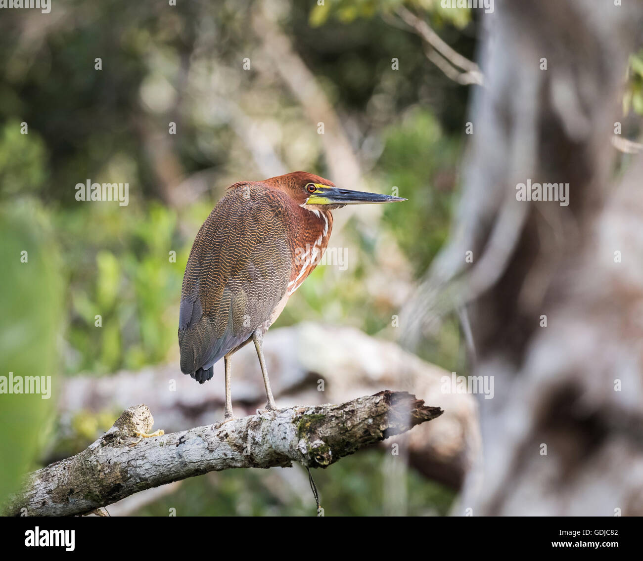 Rufescent tiger heron (Tigrisoma lineatum) in the Amazonian tropical ...