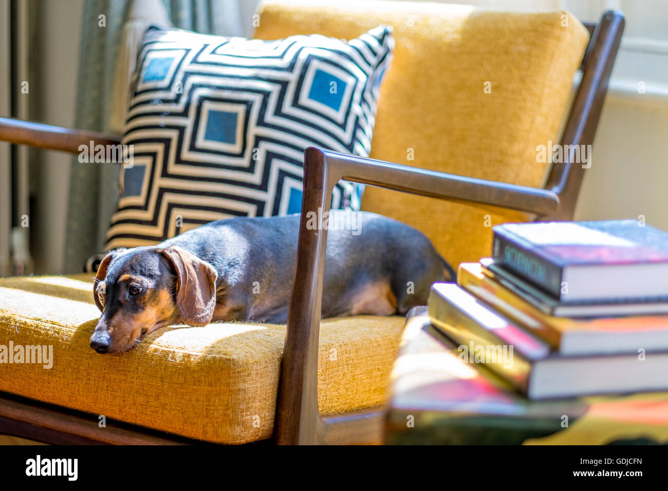 A miniature mini dachshund sleeps in the sun Stock Photo Alamy