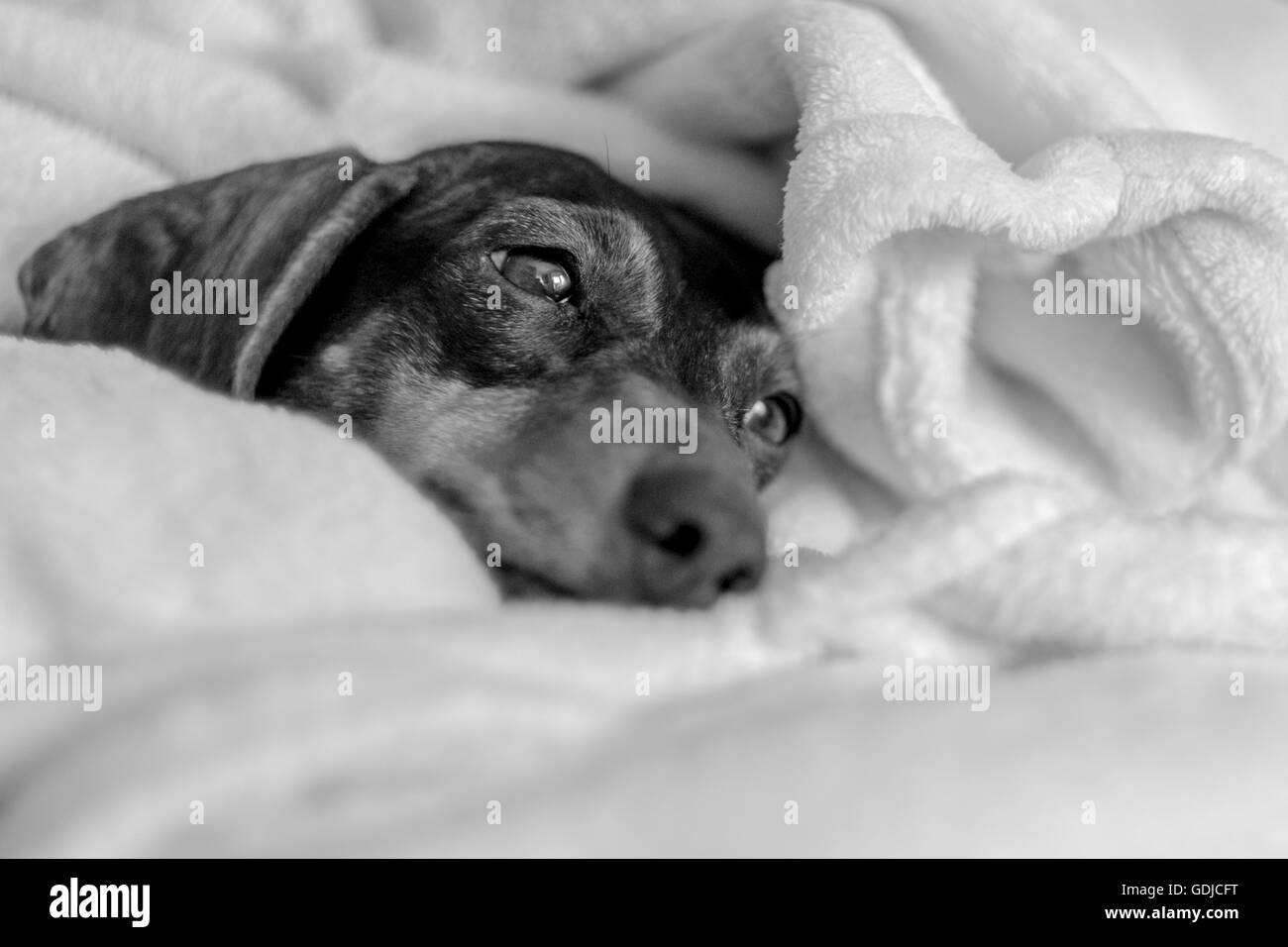 A mini Dachshund cuddles in a blanket sleepy snuggle. Stock Photo