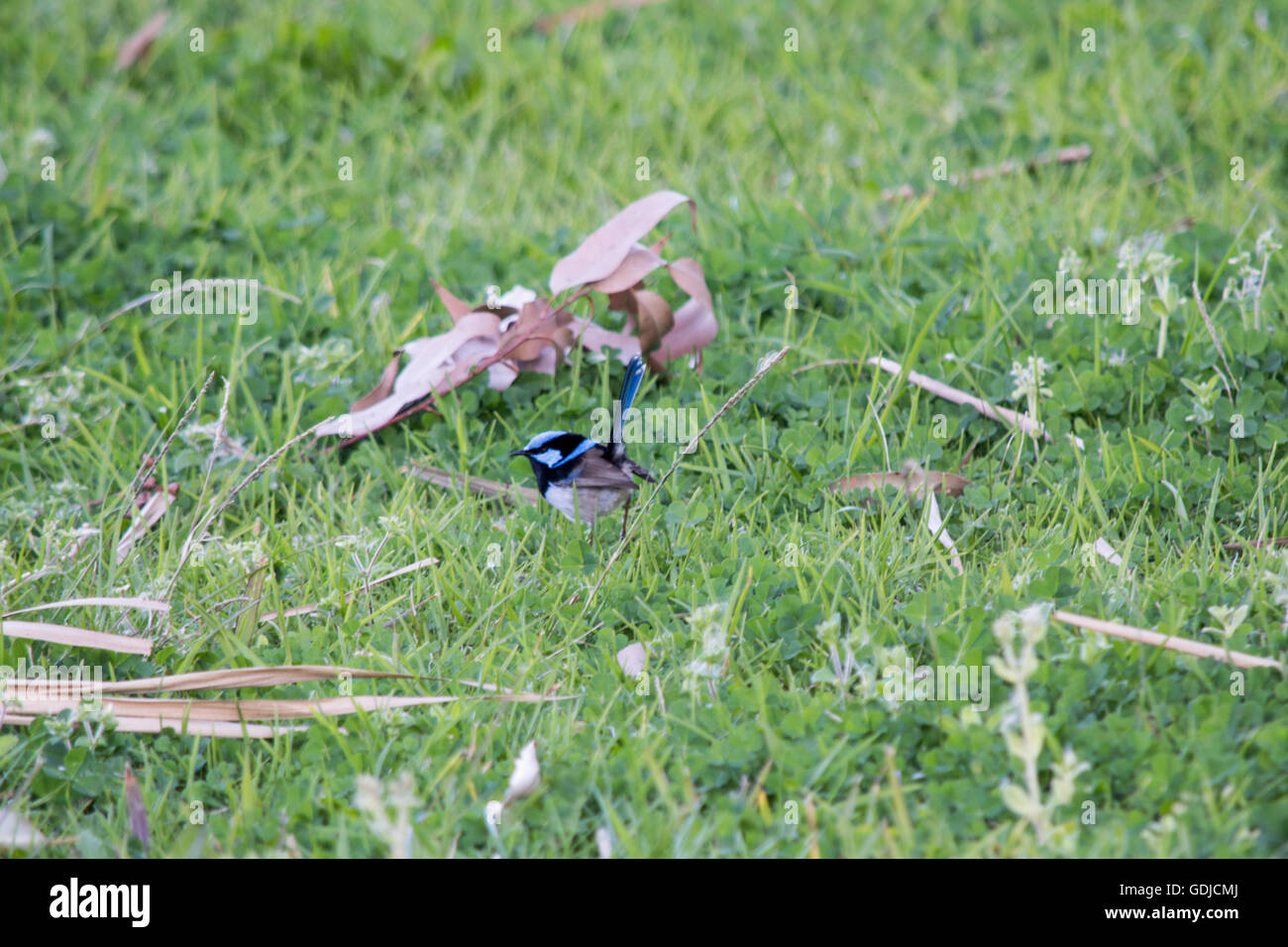 blue wren foraging for insects Stock Photo