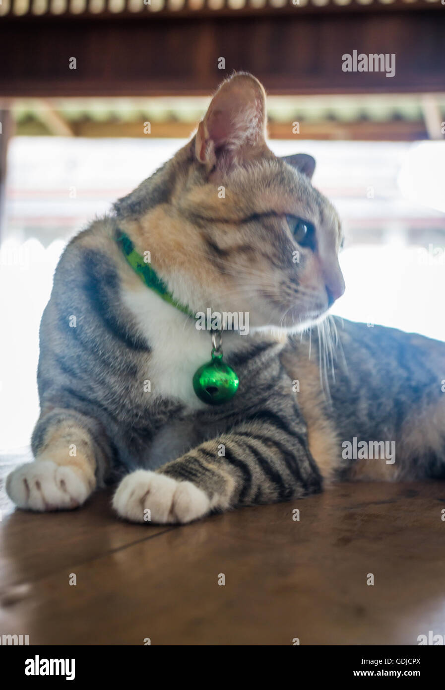 Cat lying down relaxing at home,stock photo Stock Photo Alamy