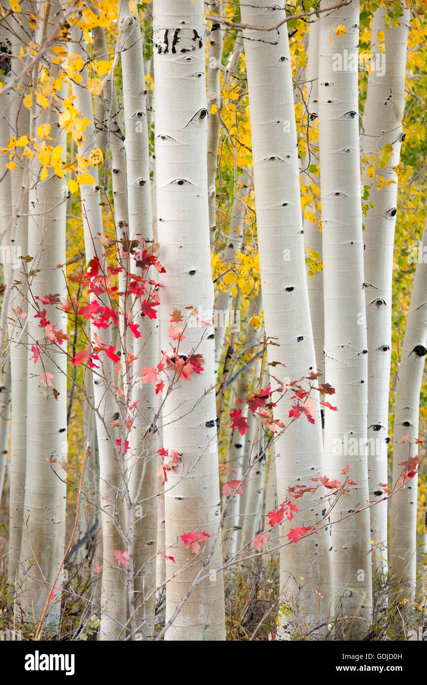 Aspen grove with maple trees in the Wasatch Mountains of Utah during ...