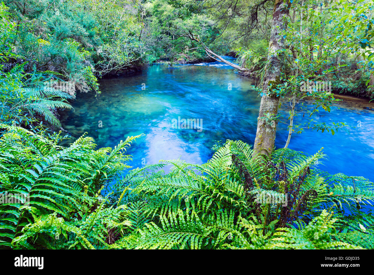 Te Waikoropupu Springs, Pupu Springs in the Golden Bay region on the South Island  in New Zealand Stock Photo