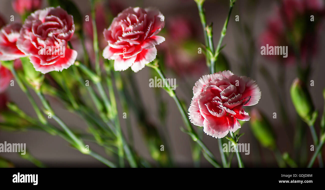 Clove Pink Stock Photo