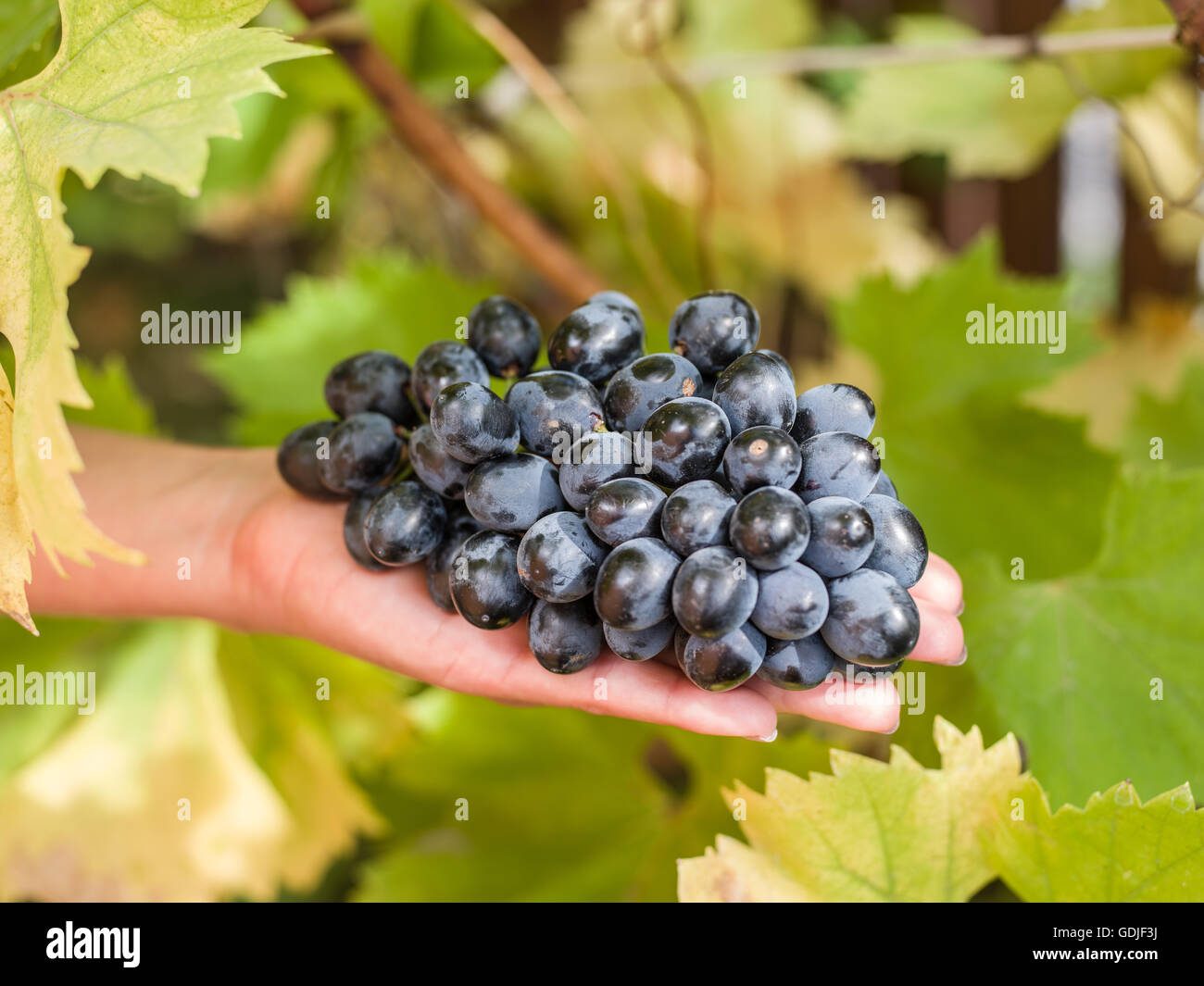 Purple grape in the hands. Nature on the background Stock Photo Alamy