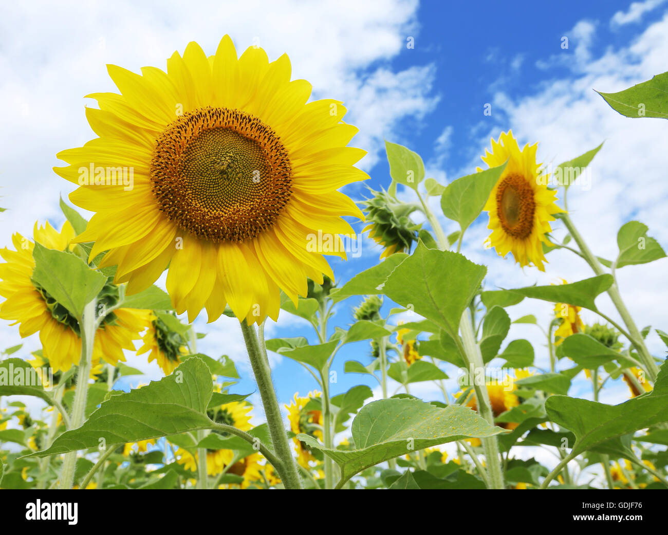 Bright picture of sunflowers in the field on the sunny day Stock Photo ...