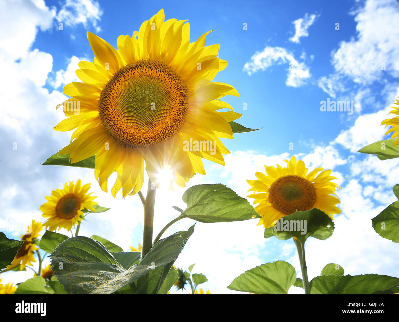 Bright picture of sunflowers in the field on the sunny day Stock Photo ...