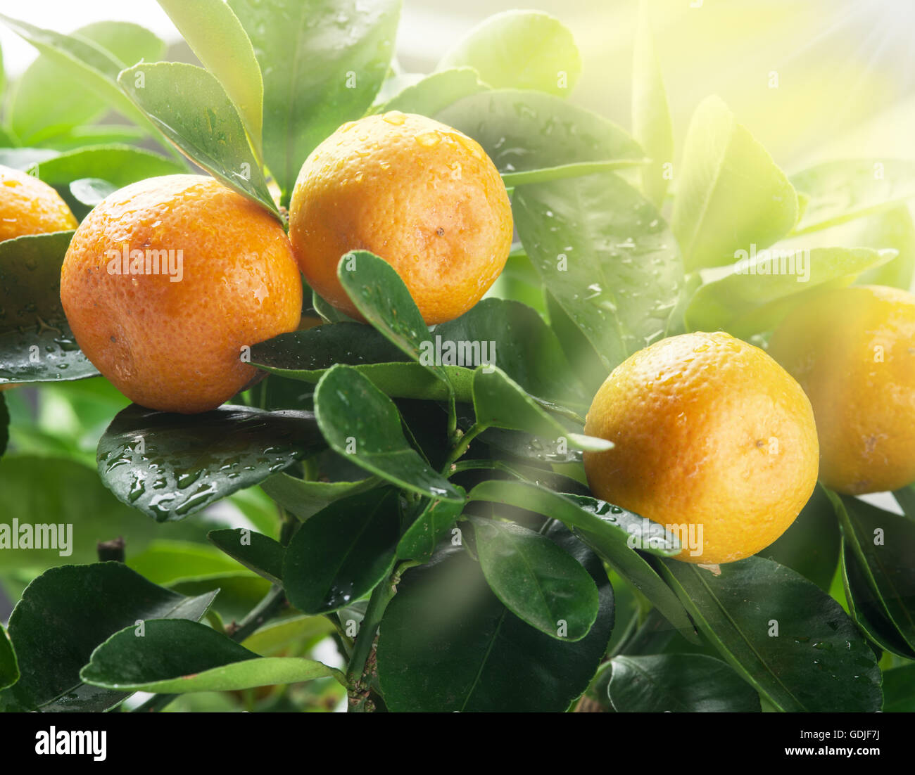 Tangerine Tree Ripe Ripe tangerine fruits on the tree in the sunlight. Blue sky background ...