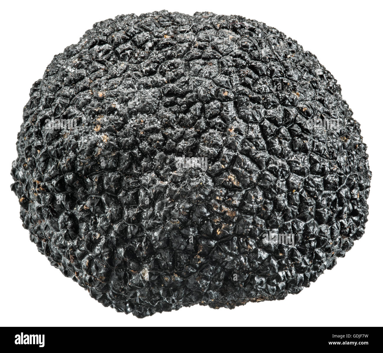 Black truffle. File contains clipping paths. Stock Photo