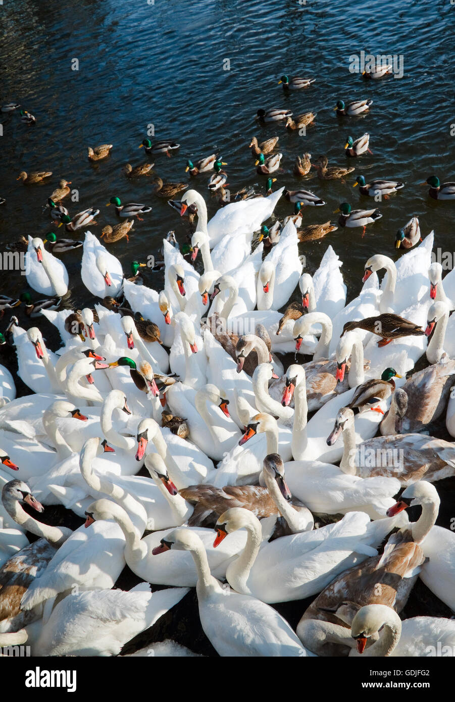 Flock of swans and ducks Stock Photo