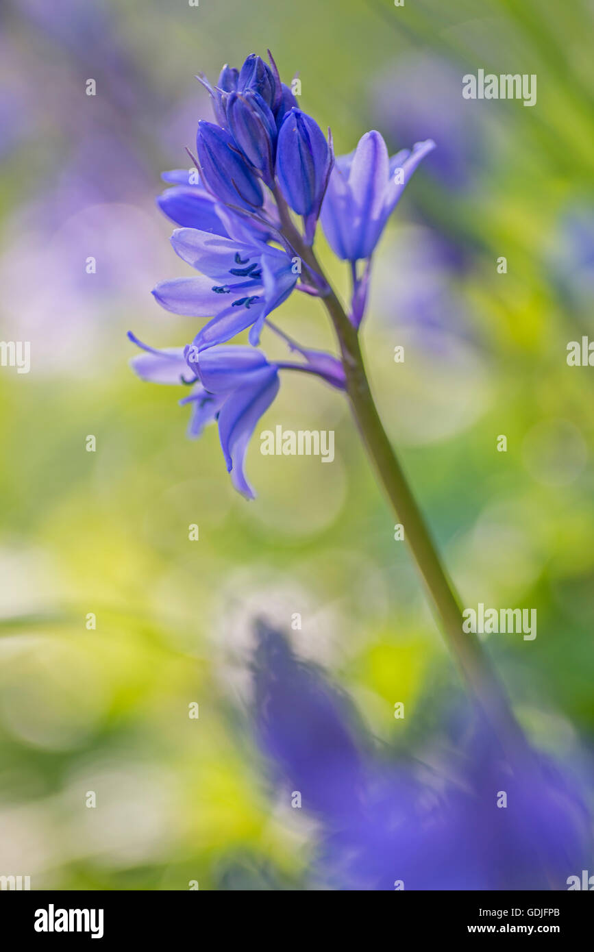 Bluebells growing in an English wood, Northumberland, England Stock Photo