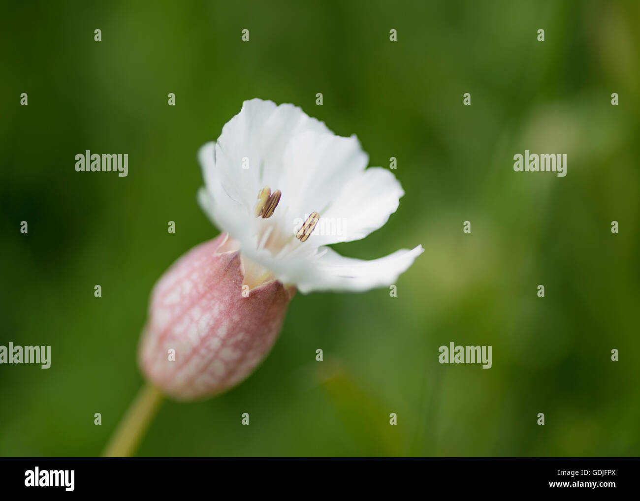 Close-up of the head of a bladder campion flower, Holy Island, Northumberland, England Stock Photo