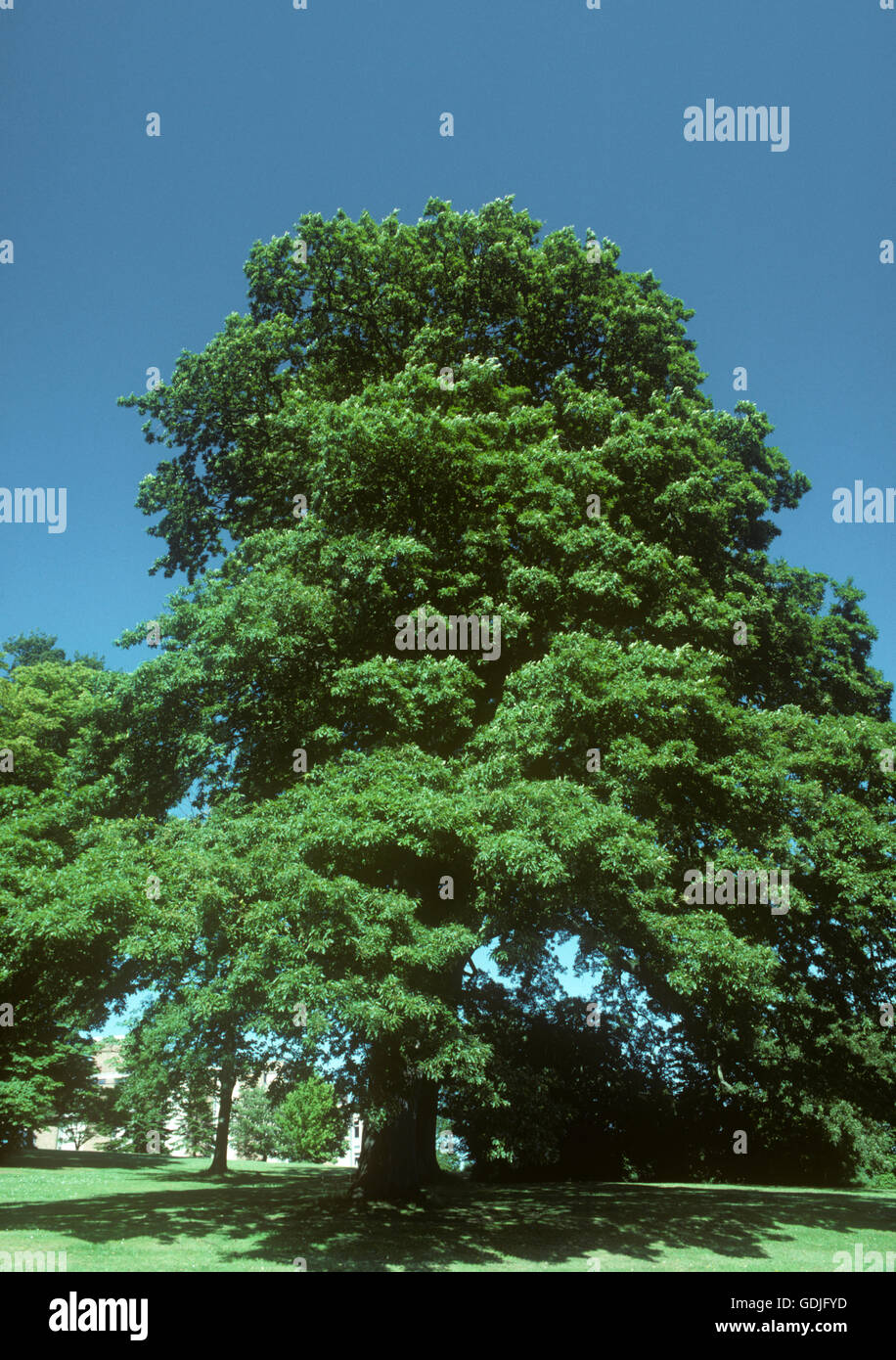 Turkey Oak - Quercus cerris (Fagaceae) Stock Photo