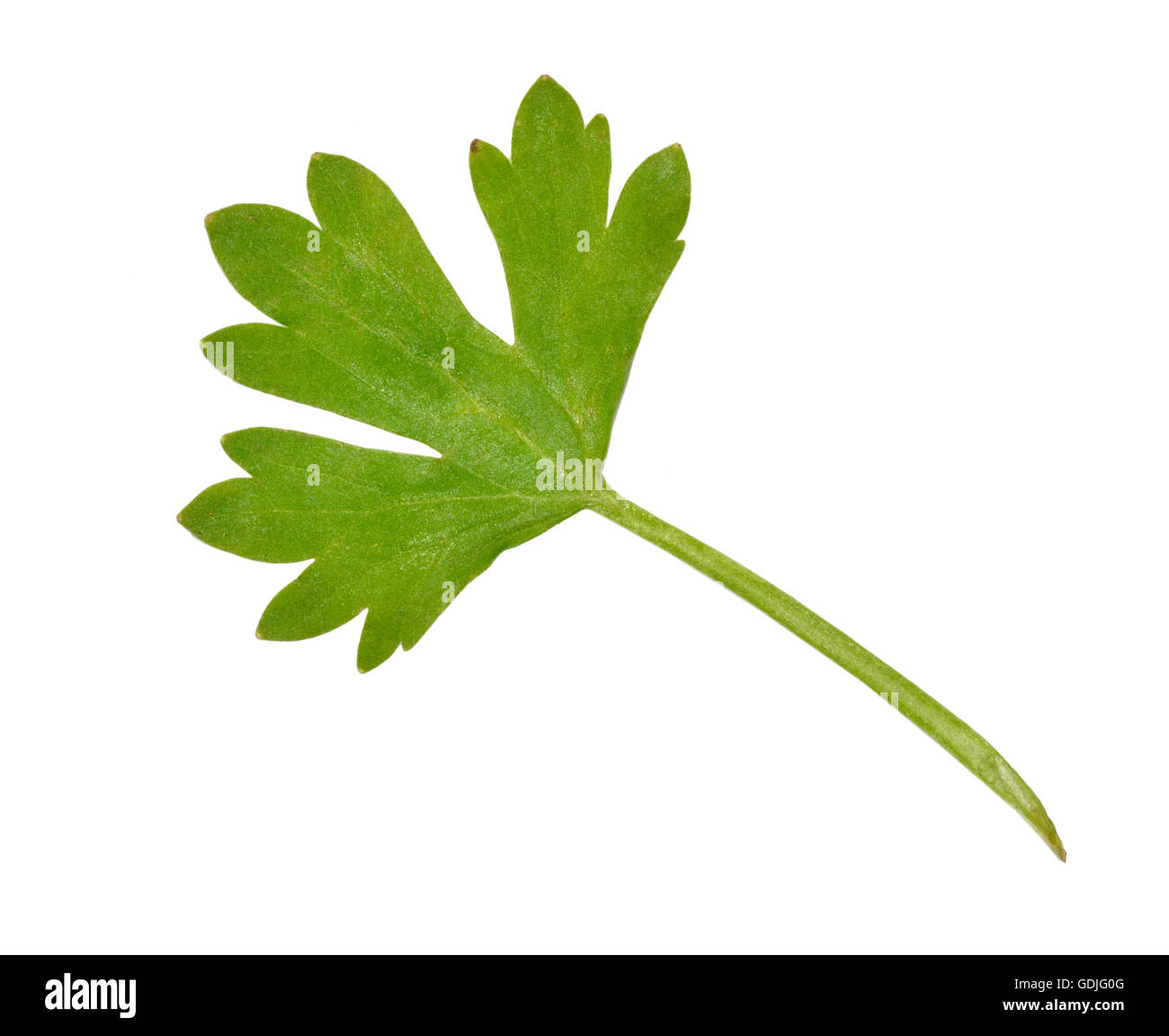 Rough-fruited Buttercup (Scilly Buttercup) - Ranunculus muricatus Stock Photo