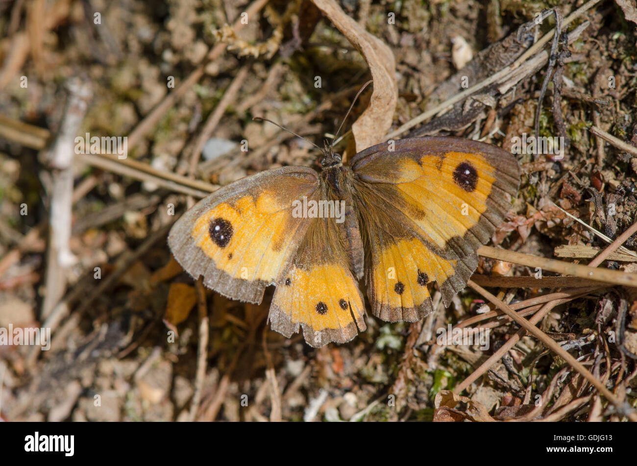 Spanish gatekeeper, Nymphalidae Pyronia bathseba, butterfly, Andalusia, Spain. Stock Photo