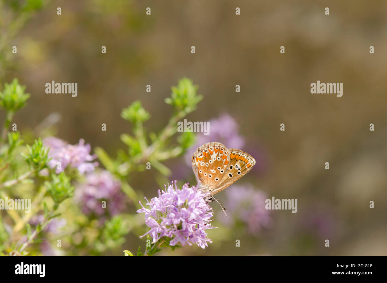 Brown Argus, Aricia agestis, butterfly showing underwings, feeding on Thyme plant, Andalusia, spain. Stock Photo