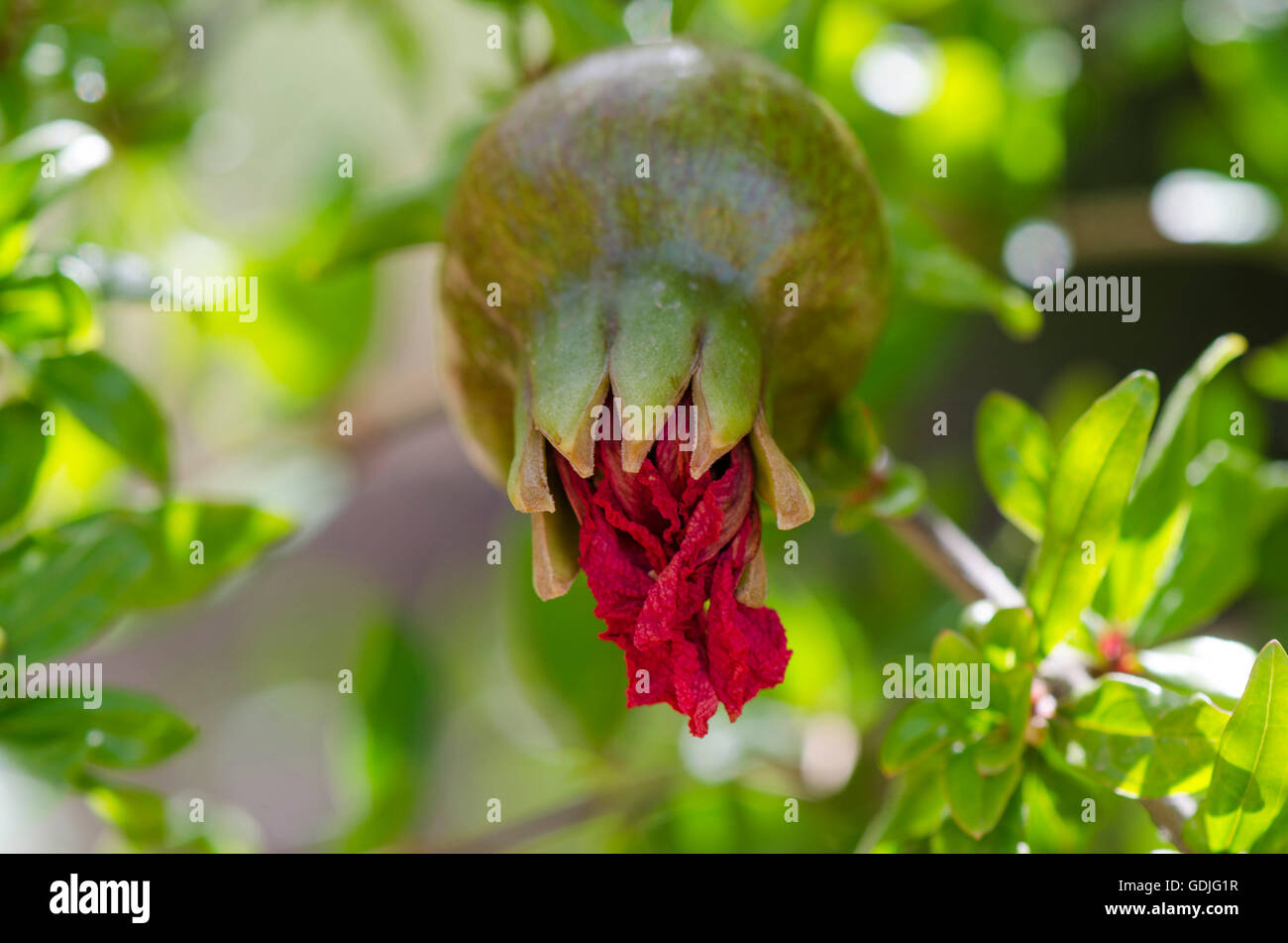 Young pomegranate (Punica granatum) hanging on tree, Andalusia, Spain. Stock Photo