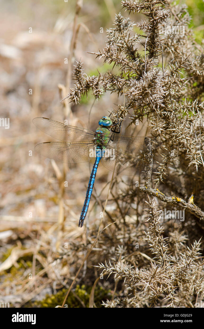 A Male, Emperor dragonfly. Anax imperator, hawker, Andalusia, Spain. Stock Photo