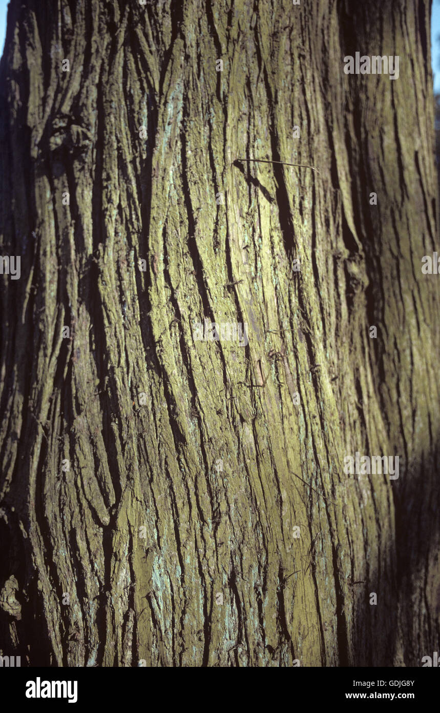 Western Red-cedar Thuja plicata (Cupressaceae) Stock Photo