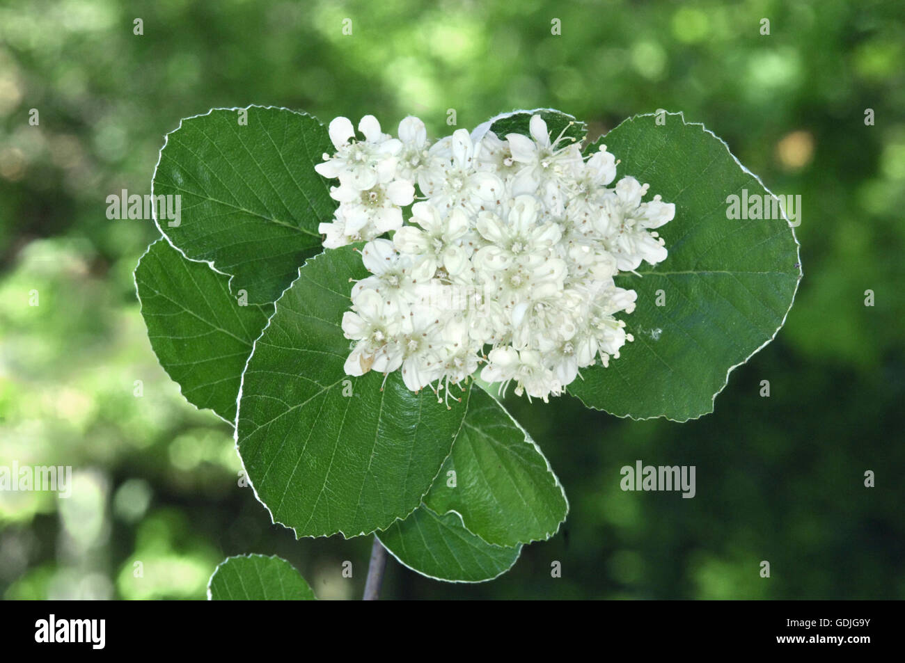 Common Whitebeam - Sorbus aria Rosaceae Stock Photo